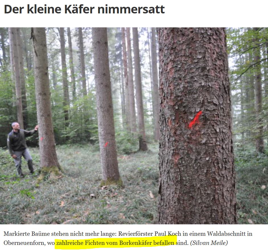 Borkenkäfer 2016