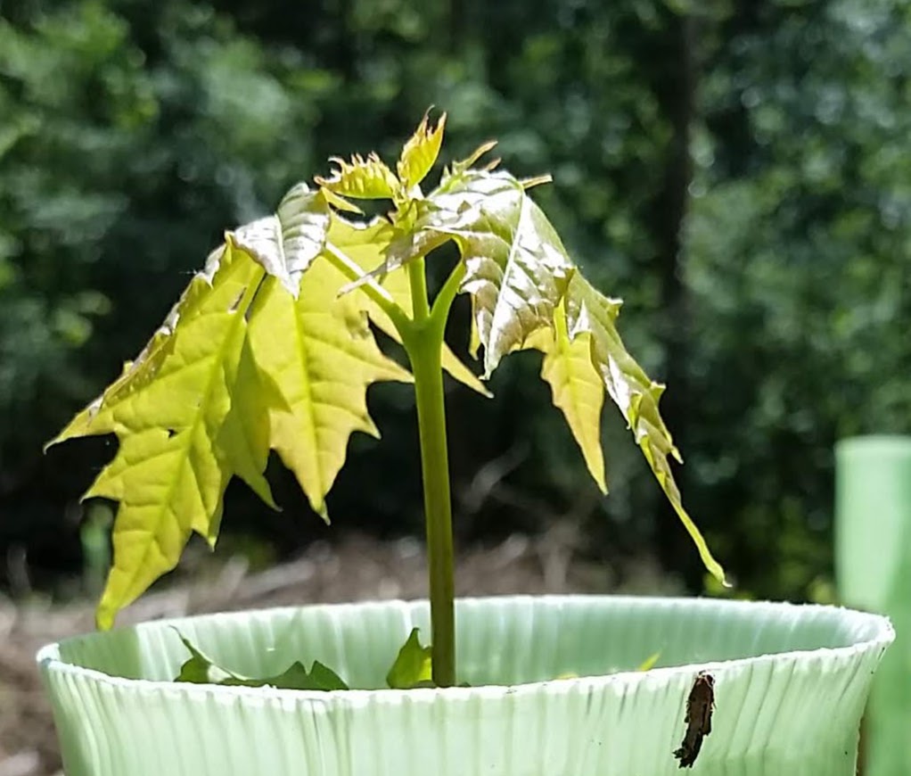 Spitzahorn im Einzelschutz