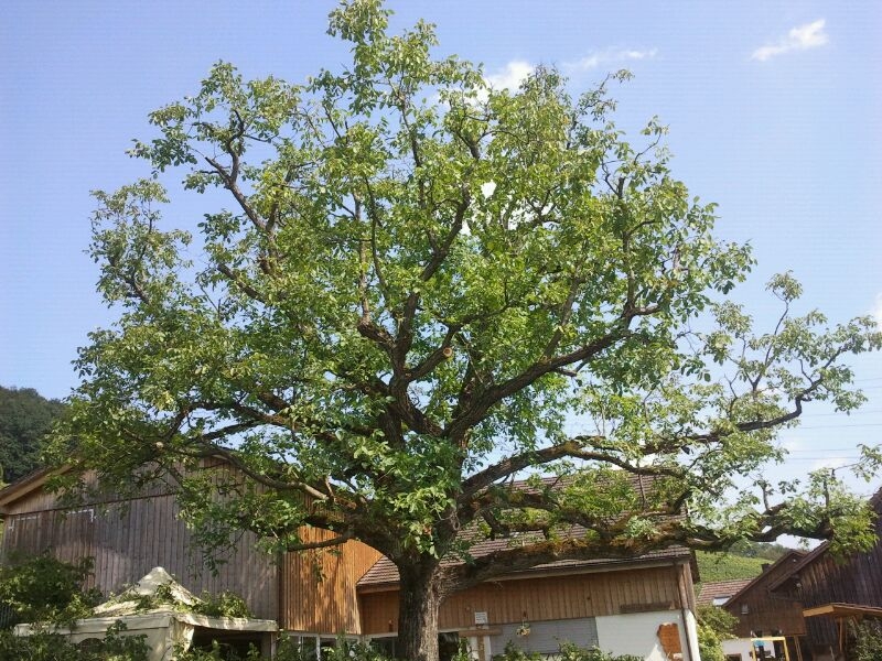 NussbaumEgloffNachher